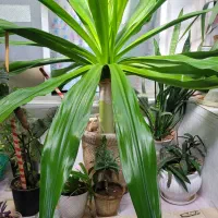 گل اپارتمانی