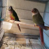 گرینچک جفت مولد رنگهای مختلف دهن جور|پرنده|رباطکریم, رباطکریم|دیوار