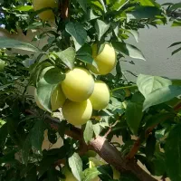 باغچه کاری و نگهداری اصولی باغچه|خدمات باغبانی و درختکاری|آمل, |دیوار