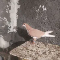 لباس طرح کفتر