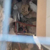 جفت عروس هلندی مولد با جوجه شش ماهه