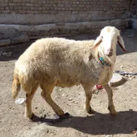 بره نر|حیوانات مزرعه|سیلاخور, |دیوار