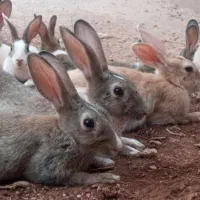 فروش خرگوشا ی زیبا و بازی گوش