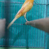 قناری|پرنده|سیرجان, |دیوار