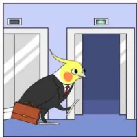 عروس هلندی نر و ماده همراه ۴جوجه