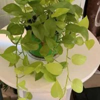 تعدادی سانسوریا ، پاندانوس و بن سای