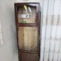 فروش دوعدد مرغ عشق انگلیسی