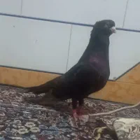 کفتر نر صرب درشت