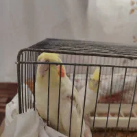 یک جفت عروس هلندی سالم و مولد|پرنده|فومن, |دیوار