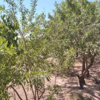 16جریب باغ بادام و 2 ساعت آب قطره ای|فروش دفتر صنعتی، کشاورزی، تجاری|بن, |دیوار