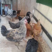 مرغ و خروس نیمچه ۳ ماهه سلامت زرنگ