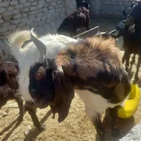 کهر نر|حیوانات مزرعه|هامون, |دیوار