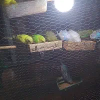 فروش مرغ عشق مولد و جوانه