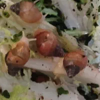 حلزون آلبینو