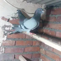 کبوتر|حیوانات|نقده, |دیوار