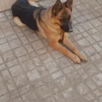 ژرمن شپرد|سگ|مشهد, اقبال|دیوار