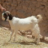 کره ی ماده با بره معاوضه میکنم