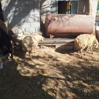 گوسفندان|حیوانات مزرعه|اسلام آباد, |دیوار