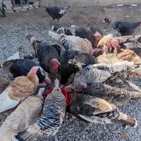 بوقلمون|حیوانات مزرعه|کوزران, |دیوار