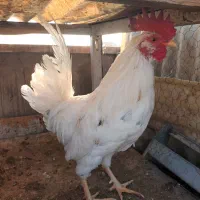 خروس گلین|حیوانات مزرعه|ری, ولی آباد|دیوار