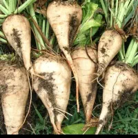 فروش چغندر قند