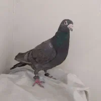 کبوتر|پرنده|تهران, استخر|دیوار