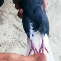 جفت دوم سفید|پرنده|خرم‌آباد, |دیوار