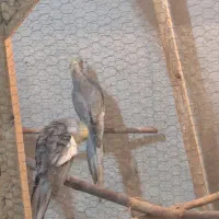 عروس هلندی معاوضه