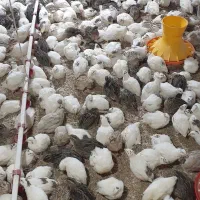 بلدرچین گوشتی|حیوانات مزرعه|اهواز, کمپلو شمالی|دیوار