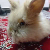 انواع خرگوش لوپ|موش و خرگوش|اراک, |دیوار