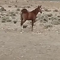 کره اسب مادیان|اسب و تجهیزات اسبسواری|مرودشت, پشت سایپا|دیوار