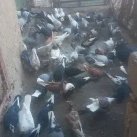 کبوتر فروشی