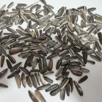 بذر تخمه آفتابگردان