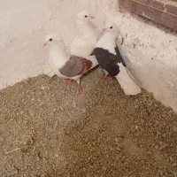 سه عدد کفتر نرم