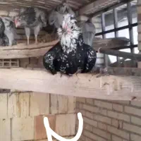 مرغ و خروس گلین (تمام فولم موجوده)