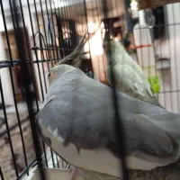 معاوضه ماده عروس هلندی با نر