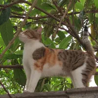 گربه گم شده (موکا)|گربه|رشت, معلم|دیوار