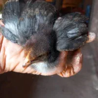 جوجه محلی اصل تضمینی|حیوانات مزرعه|فیروزآباد (فارس), |دیوار