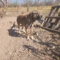 واگذاری سگ پژدر