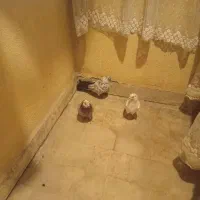 کفتر|پرنده|اسکو, |دیوار