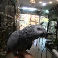 کاسکو  دستی