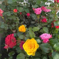 رز هلندی و‌ انواع گلهای آپارتمانی