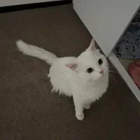 گربه