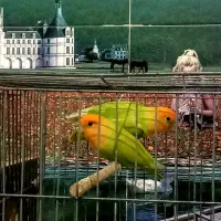 کوتوله برزیلی