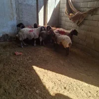 خریدوفروش دام