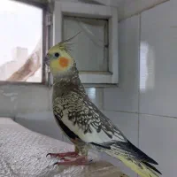عروس هلندی ماده (مست)