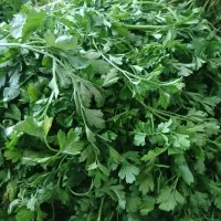سبزی کلی و جزئی
