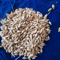 جو و گندم بذری