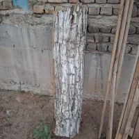 یک تنه چوب گردو خشک|مصالح و تجهیزات ساختمان|قم, بیست متری ولیعصر|دیوار