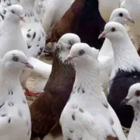 کودک کبوتر مرغوب